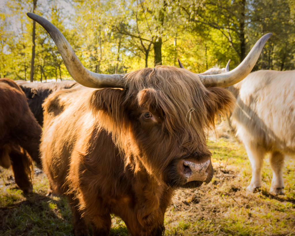 ANWB Wandelroutes: Dit Zijn De 5 Mooiste